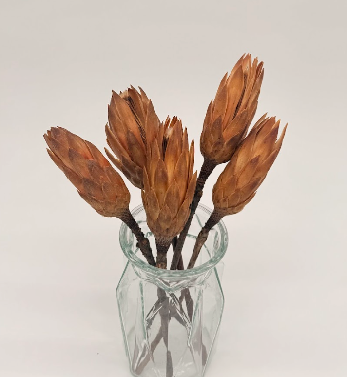 Large Protea Stems view 2