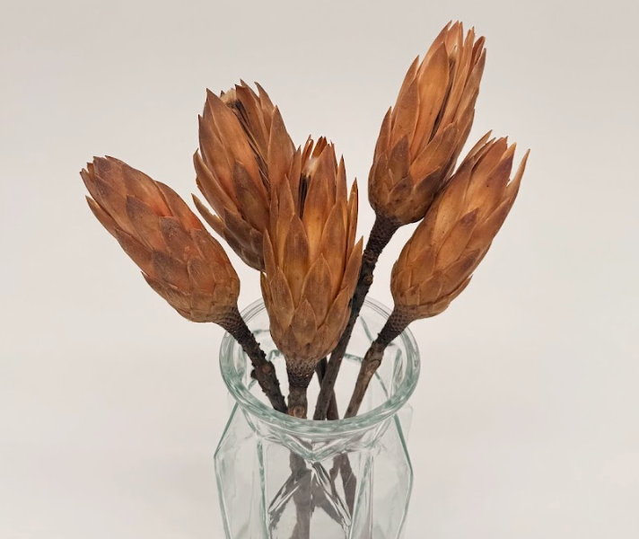 Brown_protea_stems_ dried flower arrangement