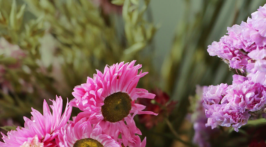 Closeup_shot_of_bright_pink_and_purple_dried_flowers_cb30 Xl